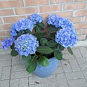 2014 Gardening Contest